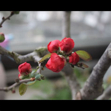 海棠花風水|【海棠花風水作用】海棠花的風水作用禁忌 